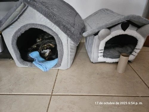 PAWLIGARCH customer review photo - pawligarch-cozy-cottage-review-cat-owner-size-s-2