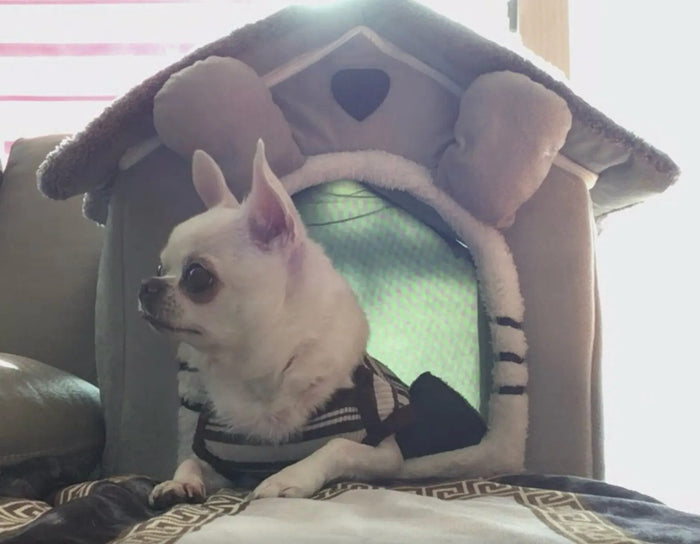 PAWLIGARCH customer review photo - pawligarch-cozy-cottage-review-jy-s-chihuahua-1