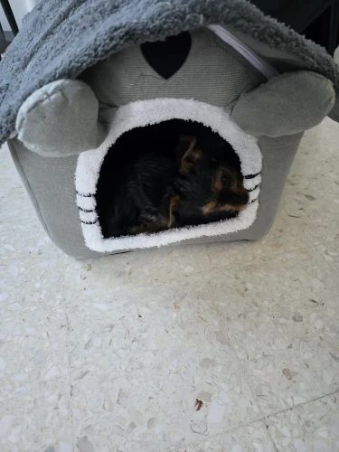 PAWLIGARCH customer review photo - pawligarch-cozy-cottage-review-thierry-p-unboxing-4